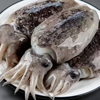 Whole Fresh Cuttlefish