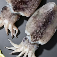 Whole Fresh Cuttlefish
