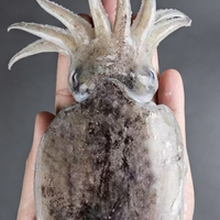Whole Fresh Cuttlefish