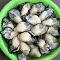 Jumbo Fresh Oysters
